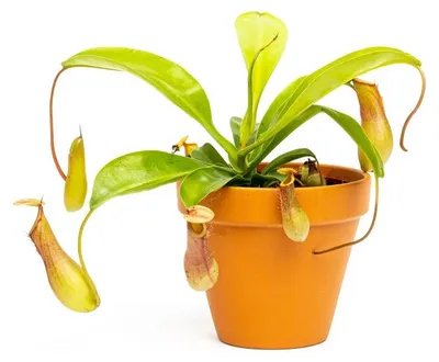 Obrázok produktu pre Gardners Nepenthes alata, priemer 12 cm