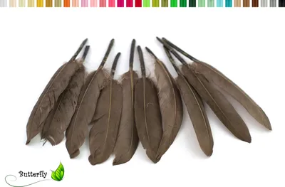 Produktbild von 10 Entenfedern ca. 10-15cm, Farbauswahl:taupe 823