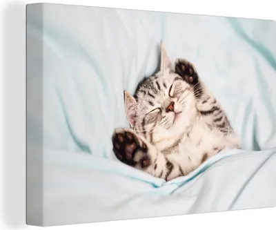 Produktbild von OneMillionCanvasses® - Leinwandbilder - 140x90 cm, Kätzchen - Schlafen - Bett, Wandbilder Kunstdruck Wanddekoration