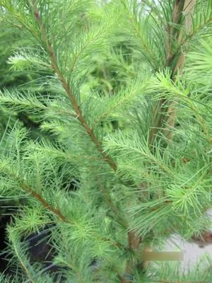 Produktbild von Europäische Lärche - Larix decidua