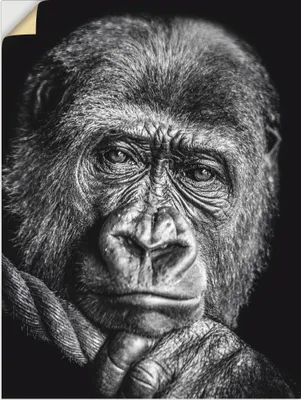 Produktbild von ARTland Wandbild, selbstklebend Gorilla Größe: 60x80 cm