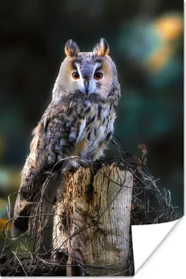 Produktbild von MuchoWow® Poster Eule - Herbst - Vogel - Äste 120x180 cm - Kunstposter