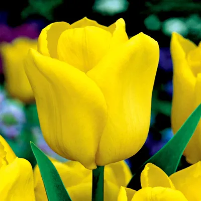 Zdjęcie produktu dla Tulipan Triumph Yellow Flight 5 szt. Tulipany Cebulki Tulipanów Cebule