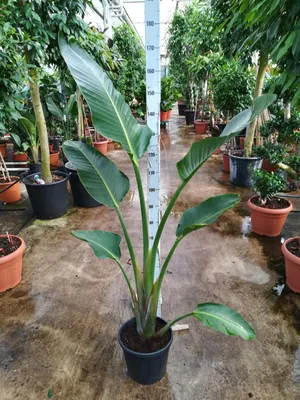 Zdjęcie produktu dla Strelitzia augusta (130–160 cm) – Biały storczyk paradyskowy, duża roślina pokojowa o bardzo dużych liściach, idealna do salonu i oranżerii