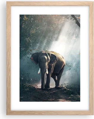 Produktbild von Gerahmtes Poster - Rahmen in heller Eiche - elefant natur - 30x40 cm - Wand Bild - Wanddeko - Wandbilder - Kunstposter - Wandposter - Bilderrahmen - Bilder - Kunstdruck - Wandbild - P2NPA30x40-3972