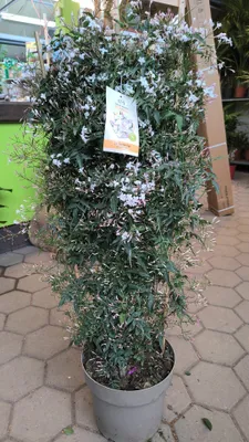 Produktbild von Jasminum polyanthum 100-120 cm Spalier Jasmin Duftjasmin Pflanze Kübelpflanze weiße Blüten Topf Balkon