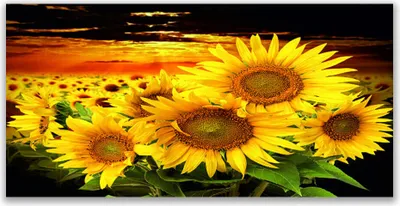 Produktbild von Küchenrückwand aus Glas 140x70cm Spritzschutz Sonnenblumen Pflanzen
