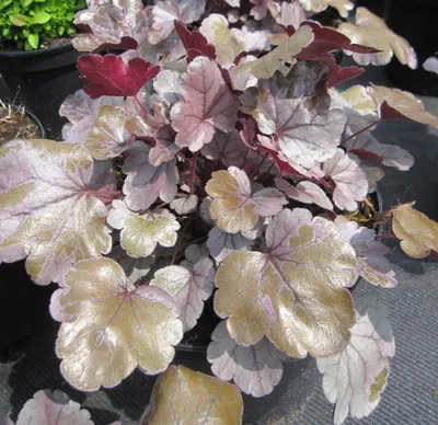 Produktbild von Samthaariges Purpurglöckchen Silver Gumdrop - Heuchera Silver Gumdrop - Blattschmuckpflanze