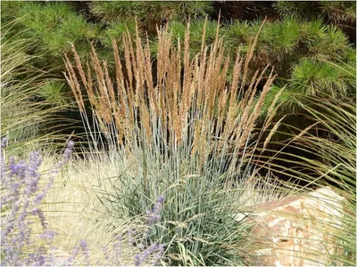 Produktbild von Stauden Gänge 3 x Sorghastrum nutans im 1 Liter Topf -  Indianergras - Goldene Halme für lebendige Landschaften - Winterhart - Mehrjährig