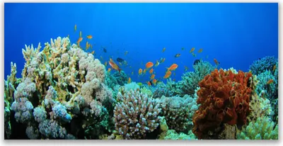 Produktbild von Glasbilder 140x70 Wandbild Druck auf Glas Korallenriff Natur