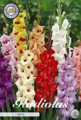 Artikelbild 2 von 'Gladiole Mixed (10 Stück)' aus der Kategorie Gladiolenzwiebeln
