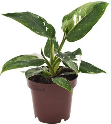 Produktbild von Philodendron White Princess Baumfreund Zimmerpflanze Ø12cm 25cm pflegeleicht