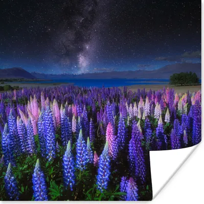 Produktbild von MuchoWow® Poster Blumen - Nacht - Lupine - Sternenhimmel - Lila - Natur 100x100 cm - Babyzimmer