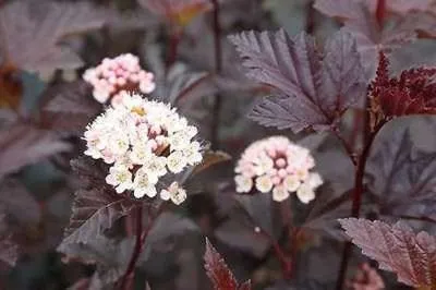 Obrázek produktu pro 10 kusů keřů 'Diabolo' (Physocarpus opulifolius) | výška 30-50 cm, zakořeněné sazenice