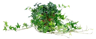 Produktbild von Gemeiner Efeu grün - pflegeleichte Zimmerpflanze, Hedera helix - Höhe ca. 20 cm, Topf-Ø 13 cm
