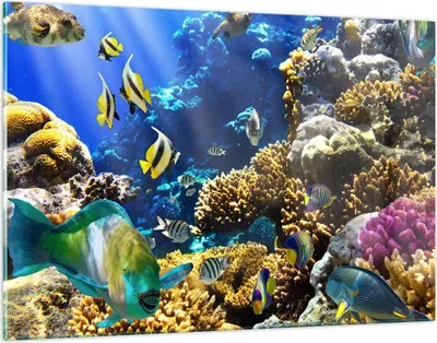 Produktbild von Bilder auf glas - Korallenriff Ozean Krabbe Fisch - 120x80cm - Glasbilder - Wandbilder - Kunstdruck - zum Aufhängen bereit - Wanddekoration aus Glas - Glas Bilder - Wandbild auf Glas - GAA120x80-2662