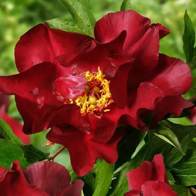 Productafbeelding van Pfingstrozen, winterhard, Itoh Red Passion - 1 wortel - grote pioenhybriden - meerjarige vaste plant - planten uit Nederland, geschikt voor tuin en pot (geen zaden, bollen en geen kunstplanten) (rood)