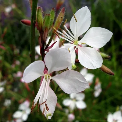 Obrázok produktu pre 6 x Gaura lindheimeri 'Whirling Butterflies'  | Kvetináč 9 cm x 9 cm