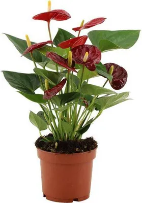 Image de Anthurium Calon « Fleur flamant rose » - Plante d'intérieur Ø 12 cm, hauteur 36 cm - Plante à fleurs tropicale