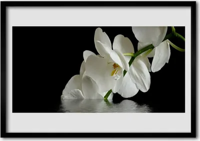 Produktbild von Bild 100x70 MDF-Rahmen Wandkunst Orchideen-Blumen in Wasser