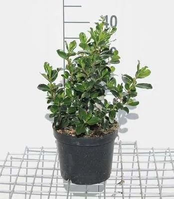 Immagine prodotto di Escallonia hybr. 'Iveyi' - Andenstrauch 30- 40 cm in contenitore
