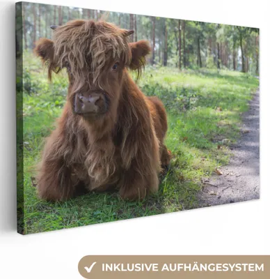 Produktbild von OneMillionCanvasses® - Leinwandbilder - 140x90 cm, Schottisches Hochlandrind - Kröte - Tiere, Wandbilder Kunstdruck Wanddekoration
