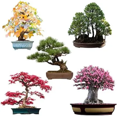 Produktbild von PolkaHome® Bonsai-Anzuchtset – 5 exotische Baumsamen, hohe Keimrate, 25 g, 15 x 10 x 2 cm