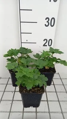 Produktbild von 6 x  Astrantia major 'Star of Billion'® - Sterndolde - Topf 9 x 9 cm