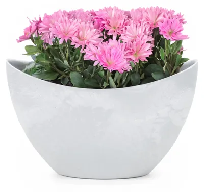 Produktbild von Hohe Pflanzschale oval Vintage hell-grau 24 x 14 cm wetterfest
