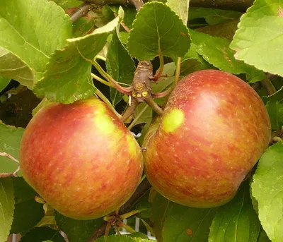 Produktbild von Dehner Herbstapfel Elstar, Halbstamm, knackige aromatische Äpfel, Wuchshöhe ca. 500-600 cm, 9.5 l Topf, Obstbaum