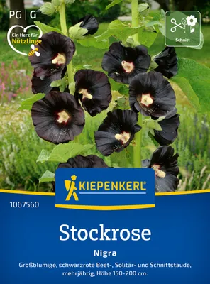 Produktbild von Kiepenkerl Stockrosensamen Nigra Alcea rosea 20 Pflanzen