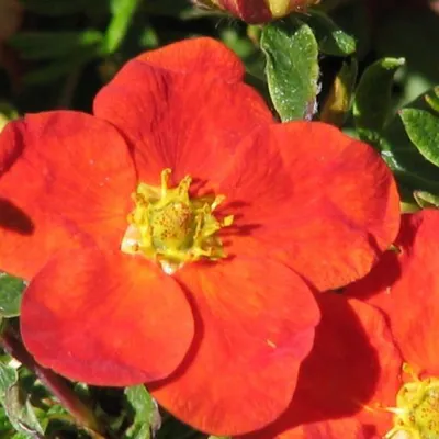 Immagine prodotto di 2 x  Potentilla fruticosa 'Red Ace'  | 25-30 cm in vaso