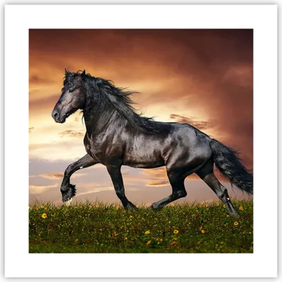 Produktbild von Poster - Poster ohne Rahmen - Pferd Tier Wiese - 40x40 cm - Wand Bild - Wanddeko - Wandbilder - Kunstposter - Wandposter - Bilder - Kunstdruck - Wanddekoration - Wandbild - P2XAC40x40-2608