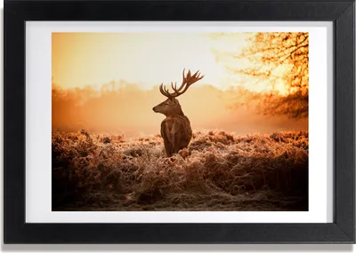 Produktbild von Bild 30x20 MDF-Rahmen, Wandkunst Deer Sonnenaufgang