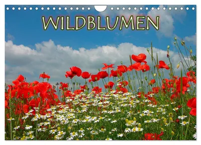 Produktbild von Wildblumen 2027 (Wandkalender 2027 DIN A4 quer), CALVENDO Monatskalender