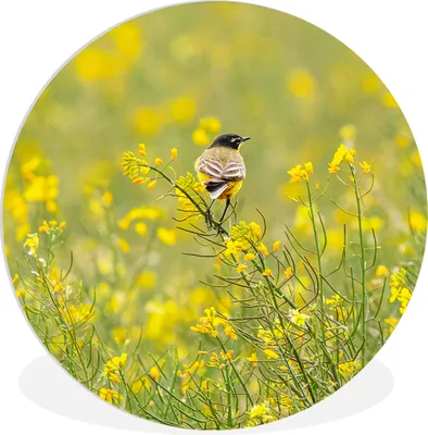 Produktbild von MuchoWow® Rundes Wandbild - Runde Bilder Vogel - Blumen - Gelb Ø 60 cm Kreis Wanddekoration Kunststoff - Wandkreis - Wandschmuck - Wand Kreis - Das Schlafzimmer - Die Bilder - Wandmalerei - Kunst für das Haus - das Plastik
