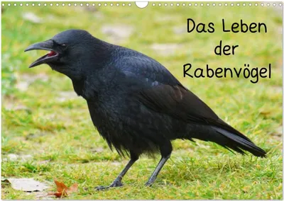 Produktbild von Das Leben der Rabenvögel (Wandkalender 2026 DIN A3 quer), CALVENDO Monatskalender
