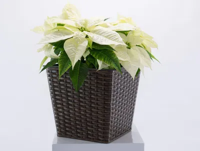 Produktbild von Elegant Einrichten | Pflanzkübel | quadratisch konisch | Polyrattan | 26x26x24cm | Mocca