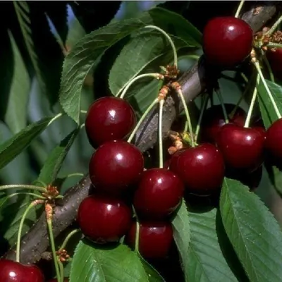 Produktbild von Säulenkirsche Aromaspur rot / Dunkelrot Spalierobst Terrassen Obstbaum , Säulenobst Varianten:Kirsche Säule Dunkelr