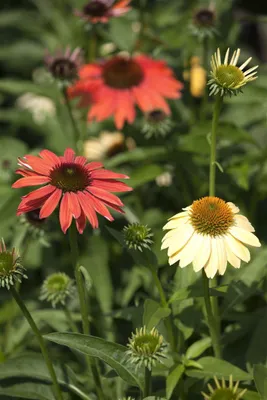 Produktbild von Echinacea purpurea 'Cheyenne Spirit', Sonnenhut, bunt, 2 Liter Container