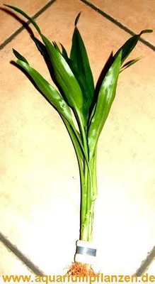 Produktbild von 1 Bund Dracenae variegata, gelb grüner Drachenbaum
