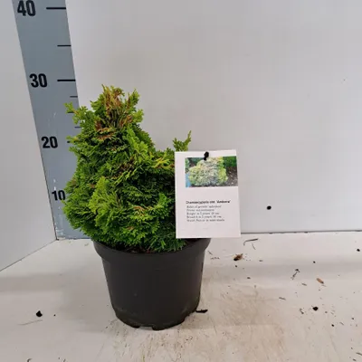Immagine prodotto di Chamaecyparis obt. 'Andorra' - Cipresso di Hinoki 'Andorra' | 20-25 cm in vaso