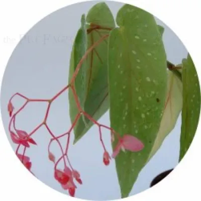 Zdjęcie produktu dla Begonia albo picta
