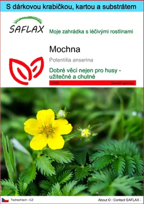 Obrázek produktu pro SAFLAX Dárková sada - mochna - Potentilla anserina - 20 Semena - S dárkovou krabičkou, přepravním štítkem, dárkovou kartou a pěstebním médiem