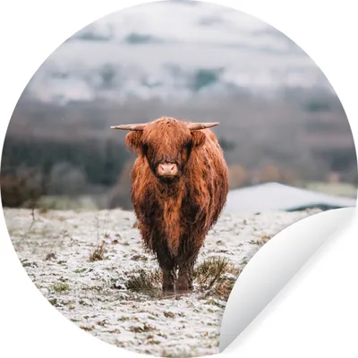 Produktbild von MuchoWow® Runde Wandtattoo - Wandsticker Tapete Aufkleber Schottischer Highlander - Schnee - Berg Ø 50 cm Selbstklebend und Repositionierbar - Wandaufkleber - Kreis - Wand Kreis - Wand Bild - Foto Tapete - Selbstklebende - Wohnzimmerdekoration - Wand Dekoration - Kinderzimmer
