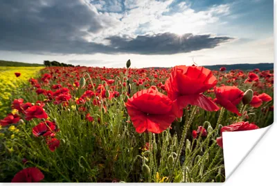 Produktbild von MuchoWow® Poster Mohnblumen gegen einen dramatischen stürmischen Himmel 90x60 cm - Schlafzimmer
