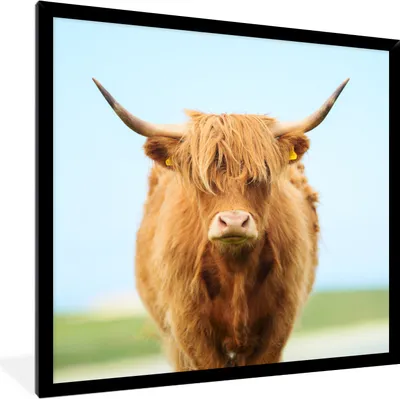 Produktbild von MuchoWow® Gerahmtes Poster Schottischer Highlander - Haare - Gras 40x40 cm - Poster mit Schwarzem Bilderrahmen Wandposter Rahmen Foto Bilder - Mit Rahmen - Wanddekoration Schlafzimmer