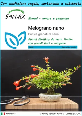 Immagine prodotto di SAFLAX Set regalo - Melograno nano - 50 semi - Punica