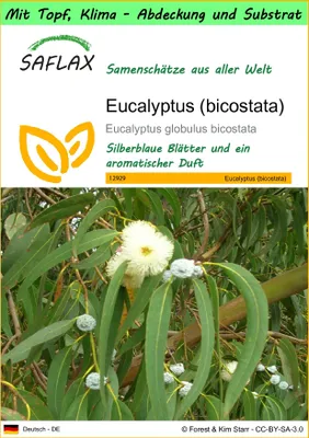 Produktbild von SAFLAX Garden to go - Eucalyptus (bicostata) - Eucalyptus globulus bicostata - 100 Samen - Mit Topf, Klima - Deckel und Anzuchtsubstrat