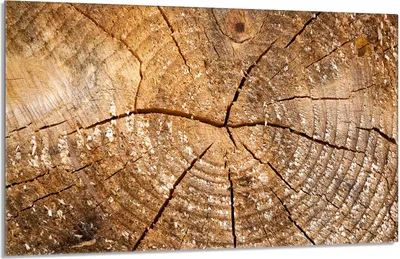 Produktbild von Glas Herdschutzplatte 80x52 Holz